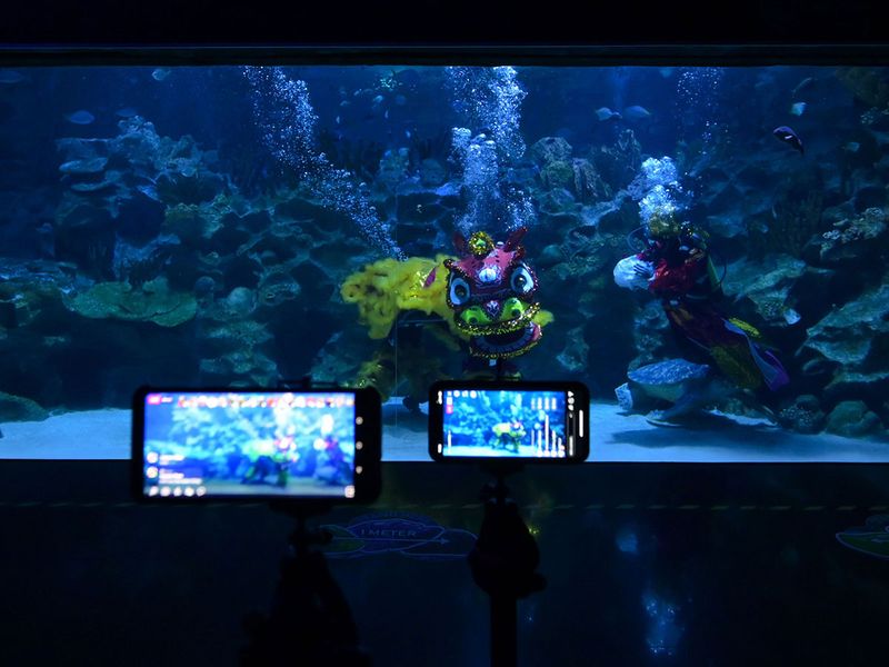 Underwater dragon show gallery 