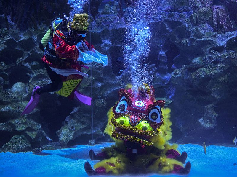 Underwater dragon show gallery 