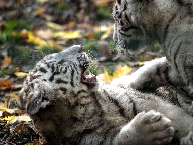 Two White Tiger Cubs Believed to Have Died of Coronavirus in Pakistani Zoo