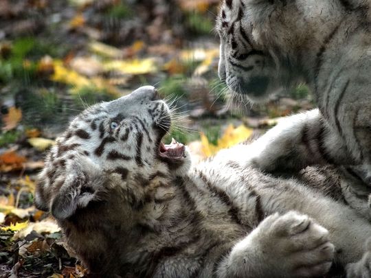 Stock White tiger cubs