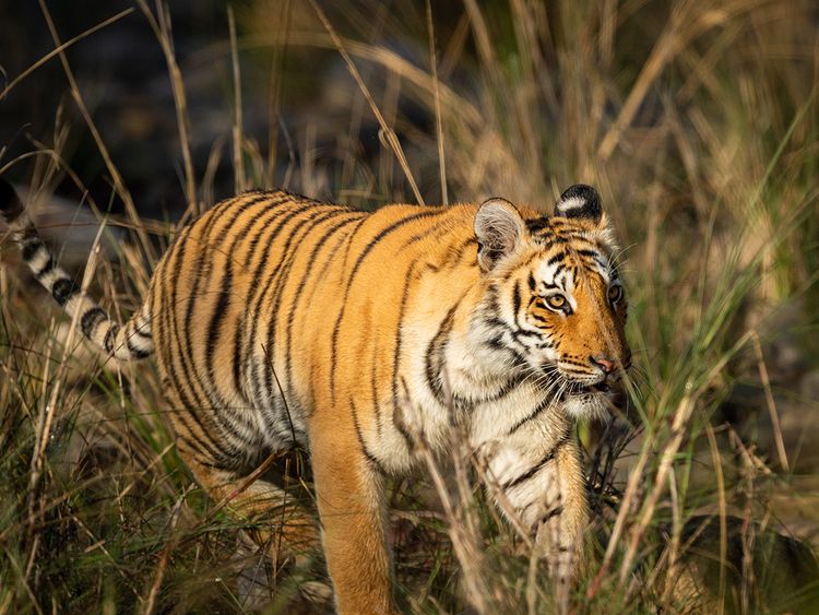 Excited' Polish zoo unveils rare Siberian tiger cubs