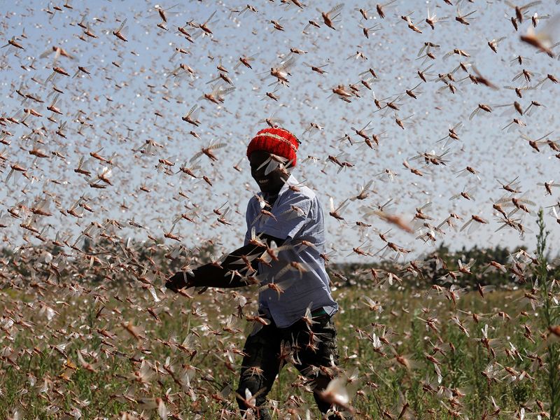 Locusts harvesting gallery