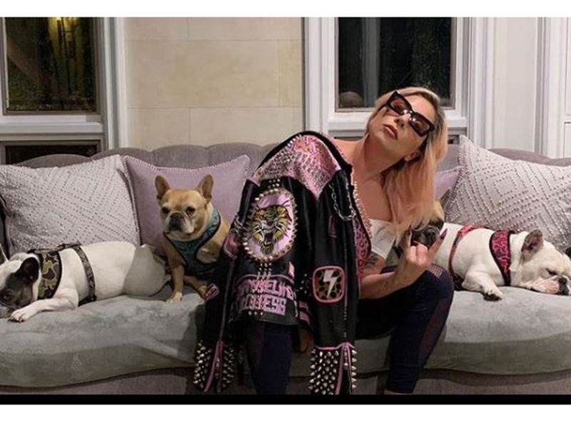 Lady Gaga with her dogs