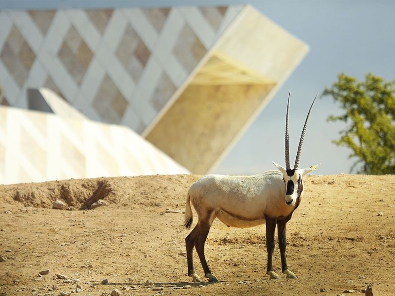 Arabian Oryx 