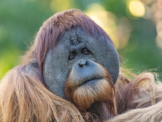 orangutan 