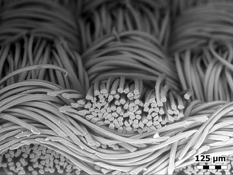 20210310 microscopic fiber