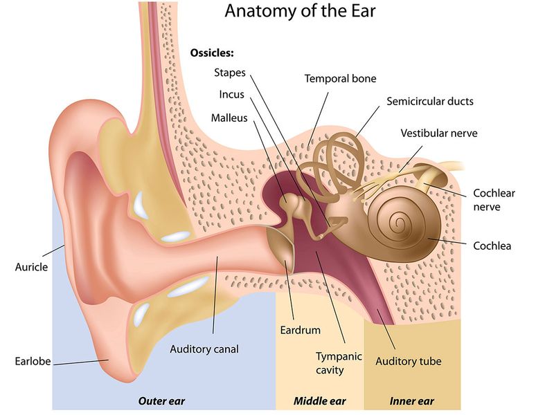 Anatomy-of-ear