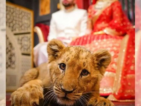A lion cub used during a bridal photoshoot in Pakistan