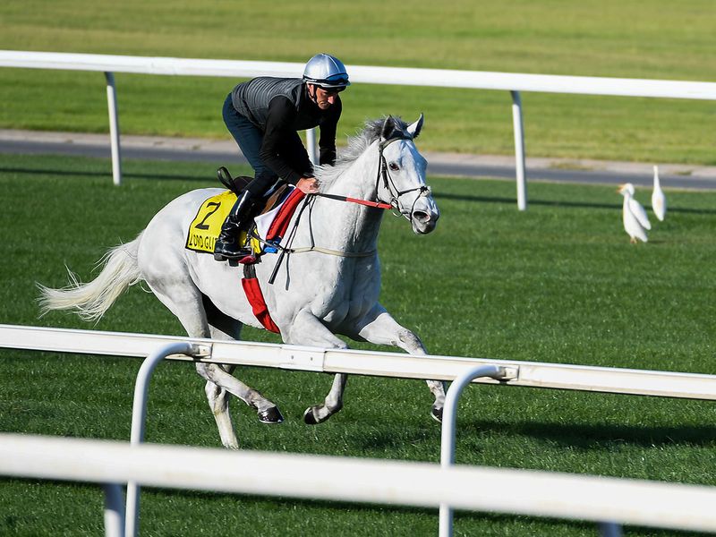 Lord Glitters will be going for glory in the Dubai Turf 