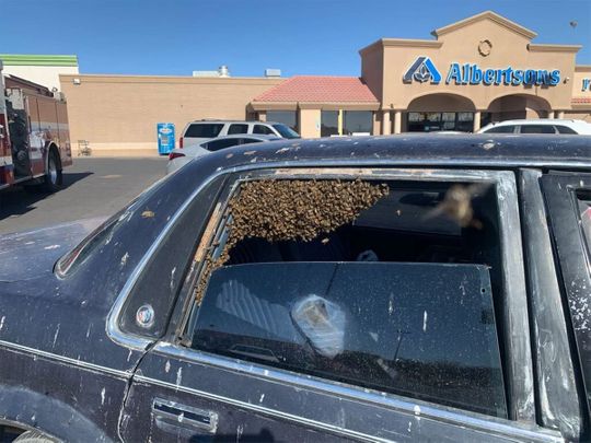 bees in a car