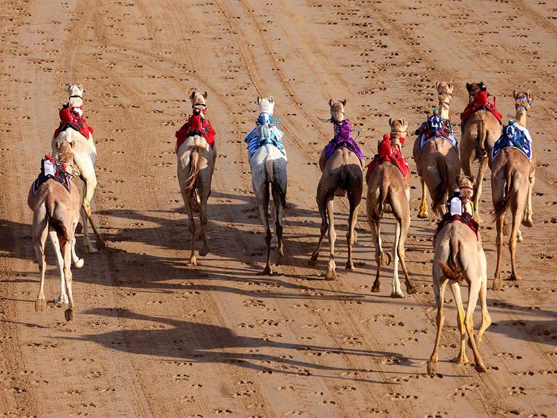 Camel race gallery 