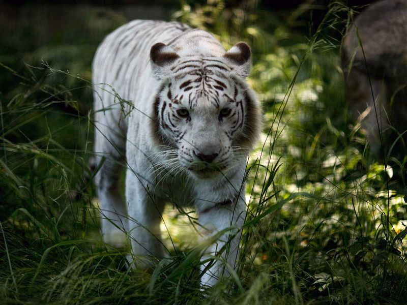 White bengal tigers gallery 