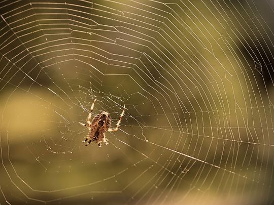 STOCK spider web