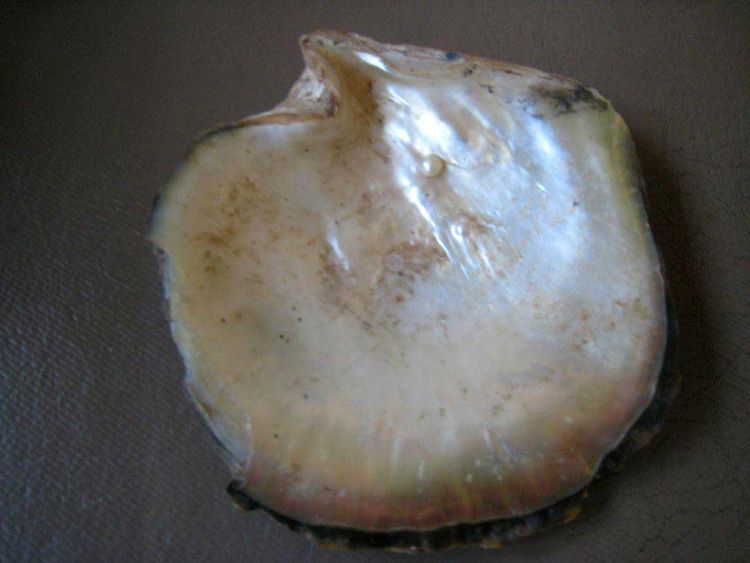 ONLY FOR DEEPAK BHATIA STORY_A pearl in an oyster shell