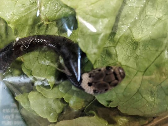 Snake in salad
