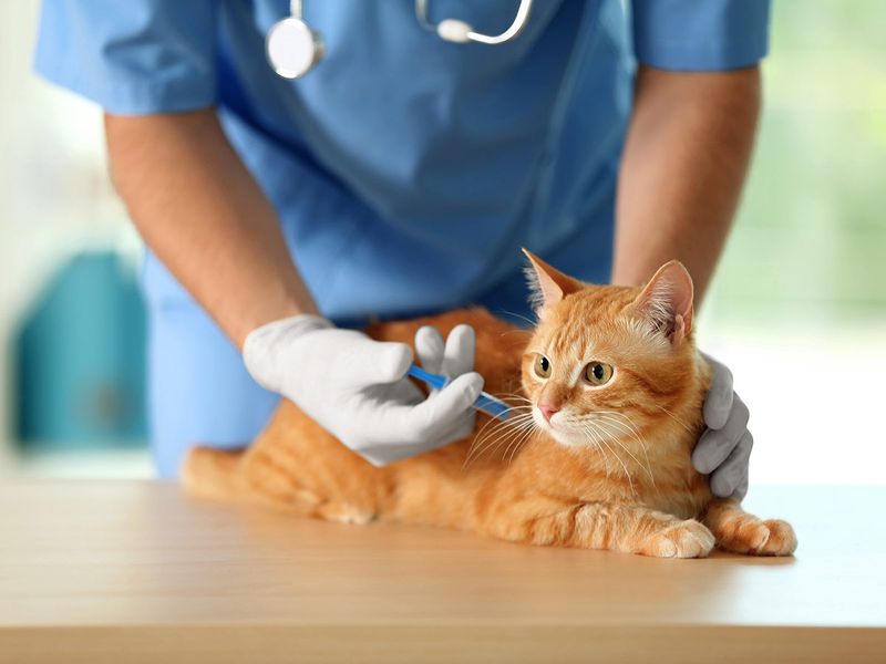 ginger-cat-vaccination