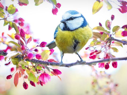 spring bird