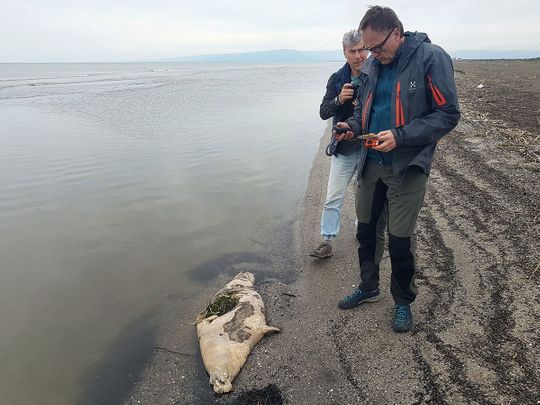 Seal russia