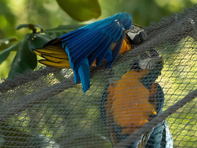 Brazil Rio Macaw Love gallery