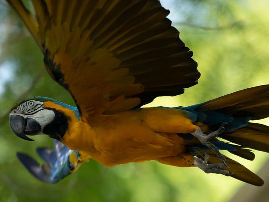 Photos: Last wild macaw in Rio is lonely and looking for love | News ...