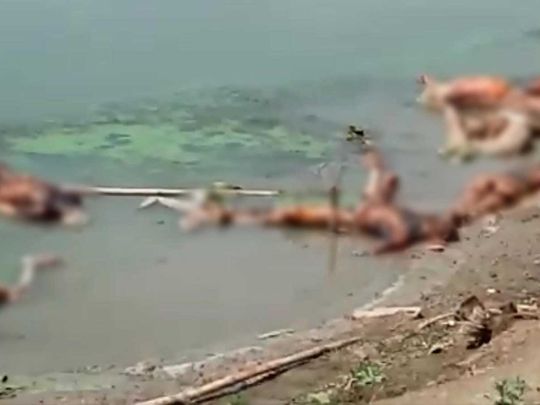 Floating corpses India 