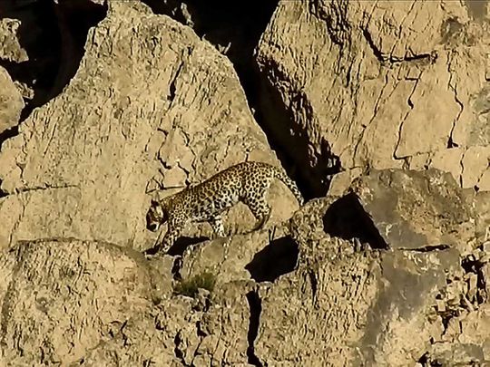 pakistan leopard persian