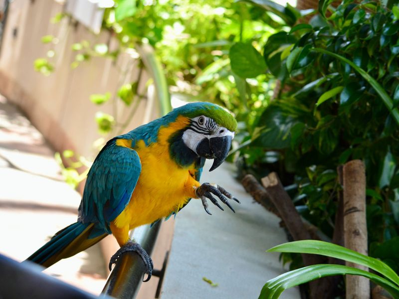 Photos: Gulf News reader shares pictures of the exotic birds and animals in  the Green Planet, Dubai