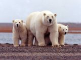 polar bear Arctic National Wildlife Refuge