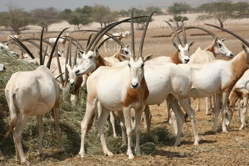 NAT FILE Arabian oryx2-1623066497287