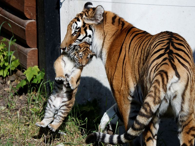 Siberian tiger cubs gallery 