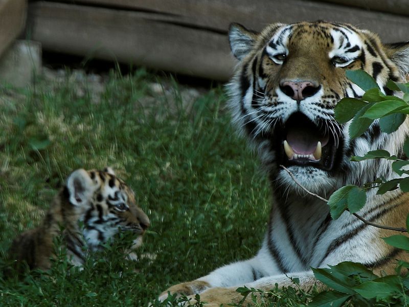Siberian tiger cubs gallery 