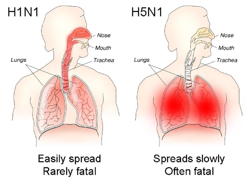 H1N1 vs H5N1