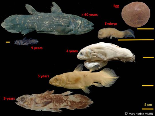 coelacanth fish