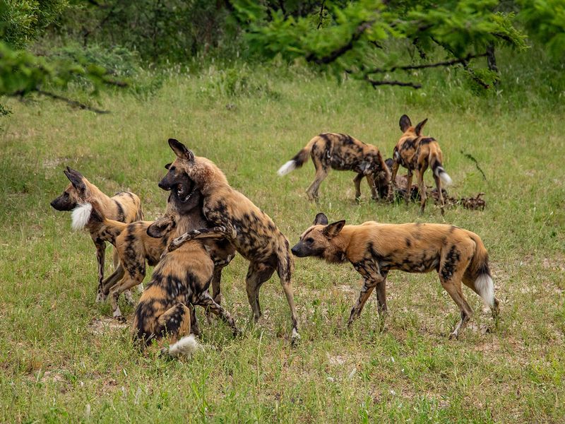 Wild dogs