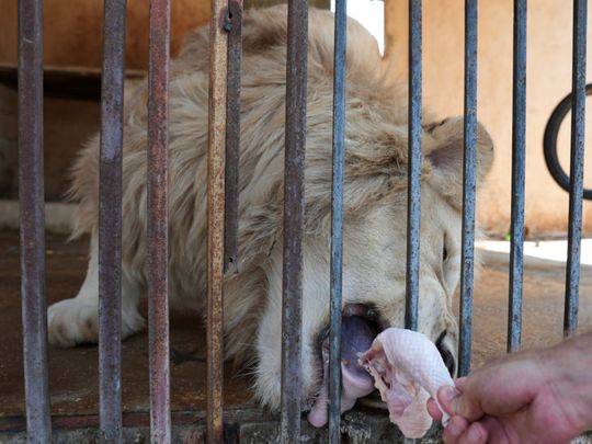 Animals starve in Lebanon's zoos as economy crumbles | Mena – Gulf News