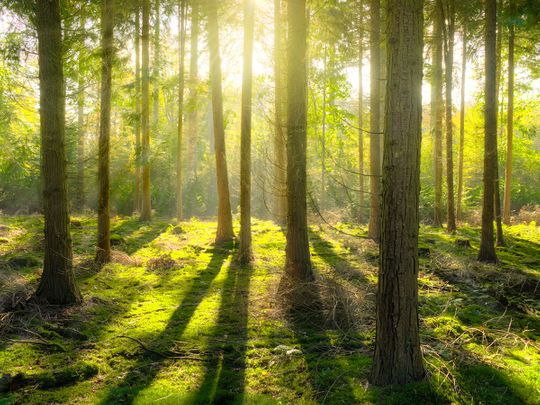 Today's Word Search: Feeling Stressed? Time For A Forest Bath 