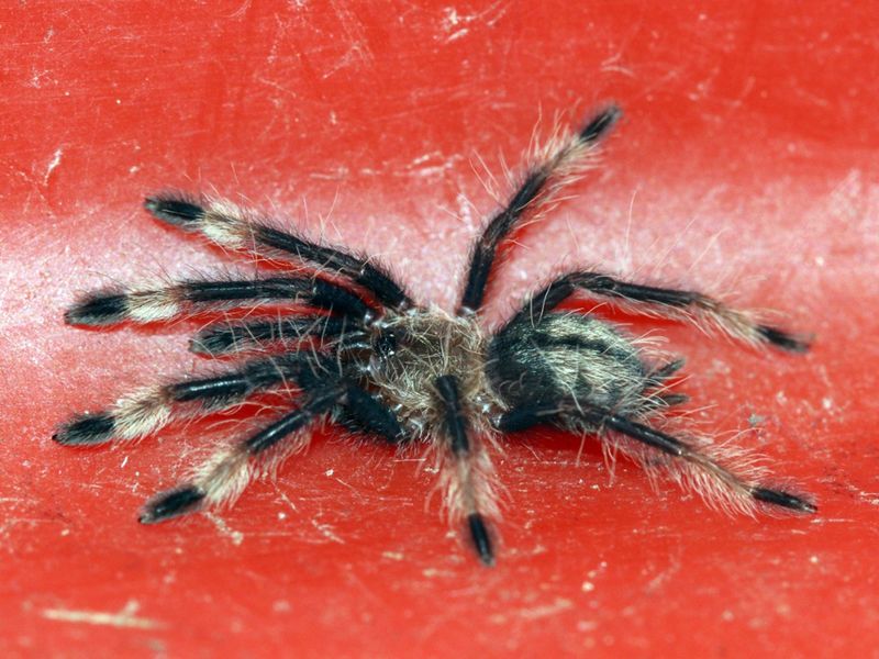Chennai Air Customs deport foreign spiders sent by post from Poland
