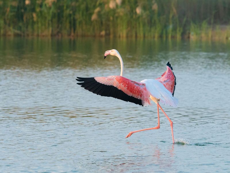 Greater-flamingo