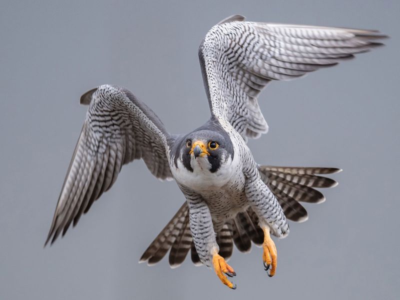 Peregrine-falcon