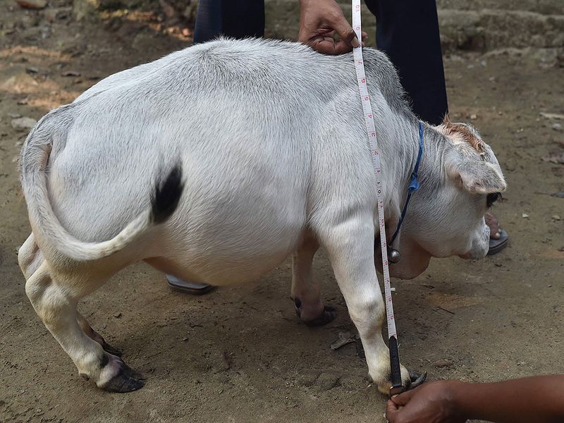Photos: Thousands flock to see dwarf cow in Bangladesh | News-photos – Gulf  News