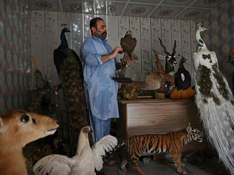 Stuffed with love: bereaved pet owners turn to taxidermy in Pakistan |  News-photos – Gulf News