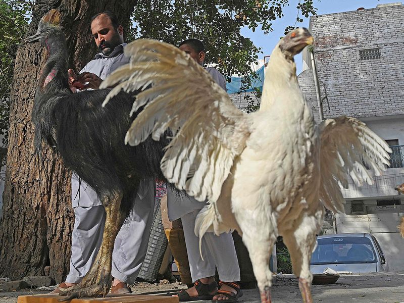 Pakistan taxidermist