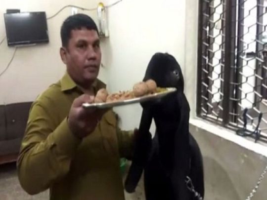 Moin Khan feeding his black goat 001