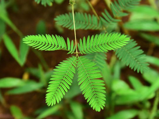the mimosa pudica