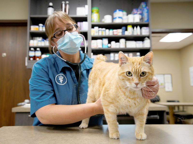 Wild Rose Cat clinic in Calgary