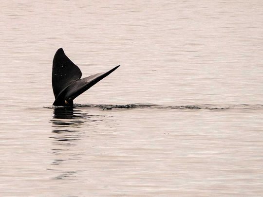 Whale orca