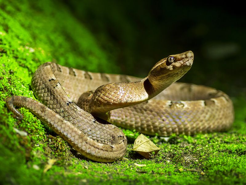 Poisonous snake, Malayan pit viper