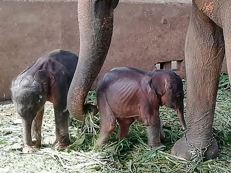 twin elephants 