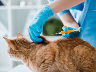 Microchipping your pet in Dubai