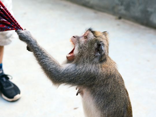 monkey attacking 